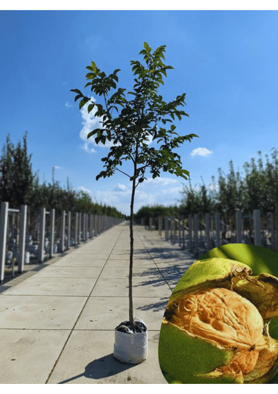 Walnussbaum | Juglans regia