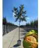 Walnussbaum | Juglans regia