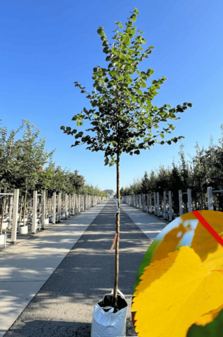 Winterlinde 'Winter Orange' | Tilia cordata 'Winter Orange' Winterlinde 'Winter Orange' | Tilia cordata 'Winter Orange'