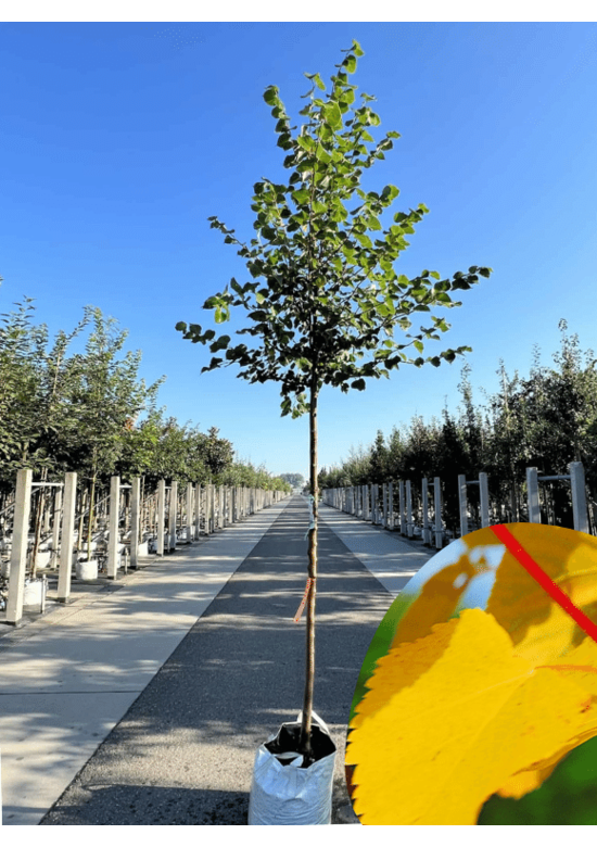 Winterlinde 'Winter Orange' | Tilia cordata 'Winter Orange'