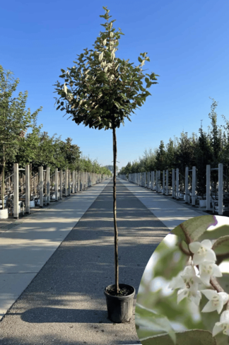 Wintergrüne Ölweide | Elaeagnus ebbingei Wintergrüne Ölweide | Elaeagnus ebbingei