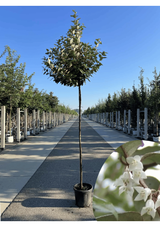 Wintergrüne Ölweide | Elaeagnus ebbingei