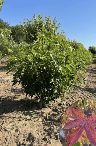 Amberbaum 'Worplesdon' - Mehrstämmig | Liquidambar styraciflua 'Worplesdon'