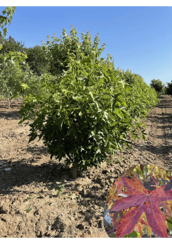 Amberbaum Mehrstämmig 'Worplesdon' | Liquidambar styraciflua 'Worplesdon'