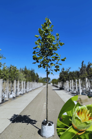 Amerikanischer Tulpenbaum | Liriodendron tulipifera