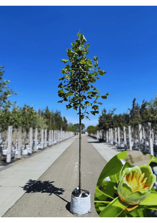 Amerikanischer Tulpenbaum | Liriodendron tulipifera