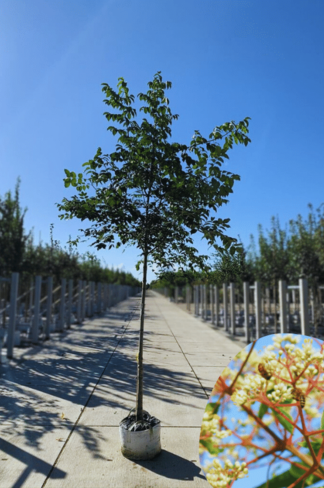 Bienenbaum | Tetradium daniellii - Euodia daniellii Bienenbaum | Tetradium daniellii - Euodia daniellii