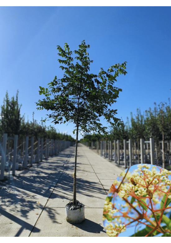 Bienenbaum | Tetradium daniellii - Euodia daniellii