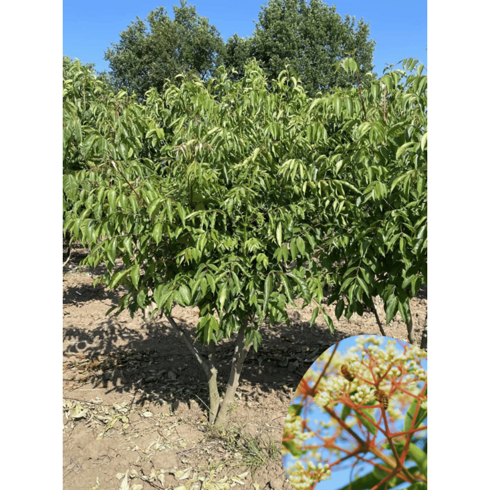 Bienenbaum Mehrstmmig Kaufen | mit 3 Jahren Garantie - Venovi