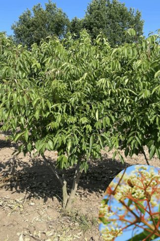 Bienenbaum - Mehrstämmig | Tetradium danielli - Euodia hupehensis