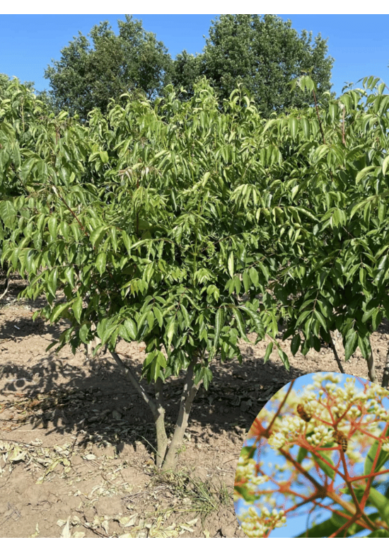 Bienenbaum - Mehrstämmig | Tetradium danielli - Euodia hupehensis