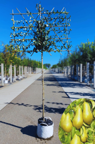 Birne Spalierbaum 'Conference' | Pyrus communis 'Conference'