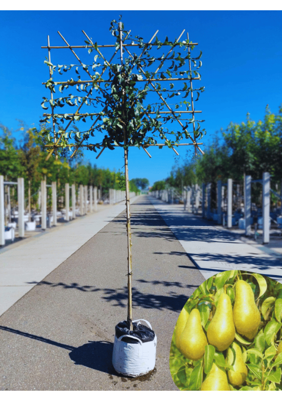 Birne Spalierbaum 'Conference' | Pyrus communis 'Conference' Birne Spalierbaum 'Conference' | Pyrus communis 'Conference'