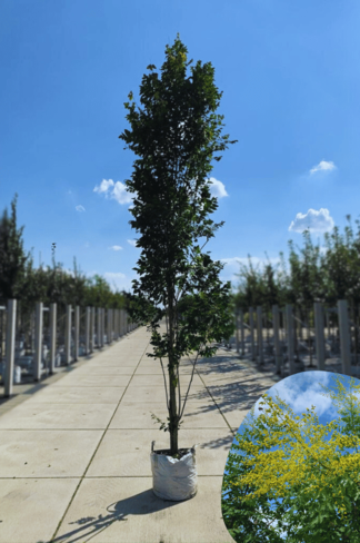 Säulenblasenbaum 'Fastigiata' | Koelreuteria paniculata 'Fastigiata'