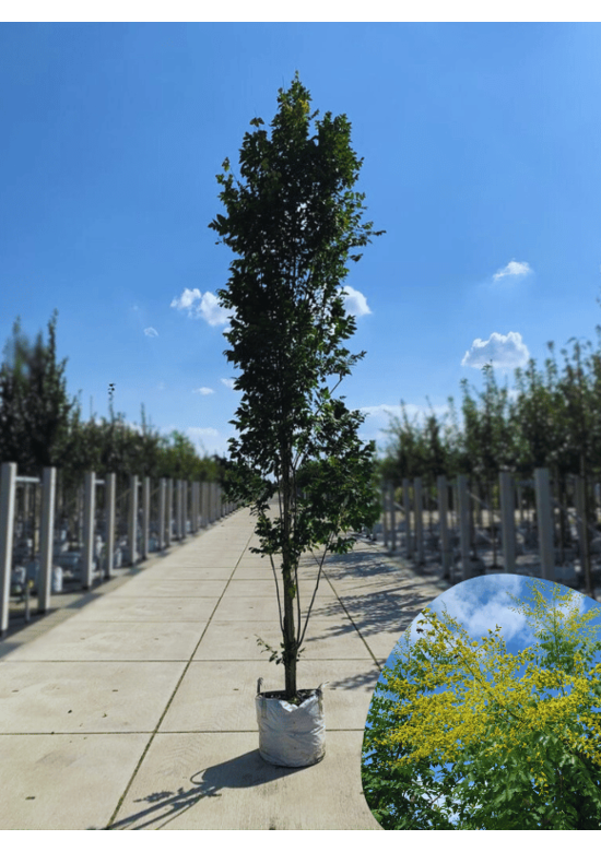 Säulen-Blasenbaum 'Fastigiata' - Stammbusch | Koelreuteria paniculata 'Fastigiata'