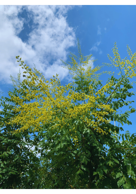 Säulen-Blasenbaum 'Fastigiata' - Stammbusch | Koelreuteria paniculata 'Fastigiata'