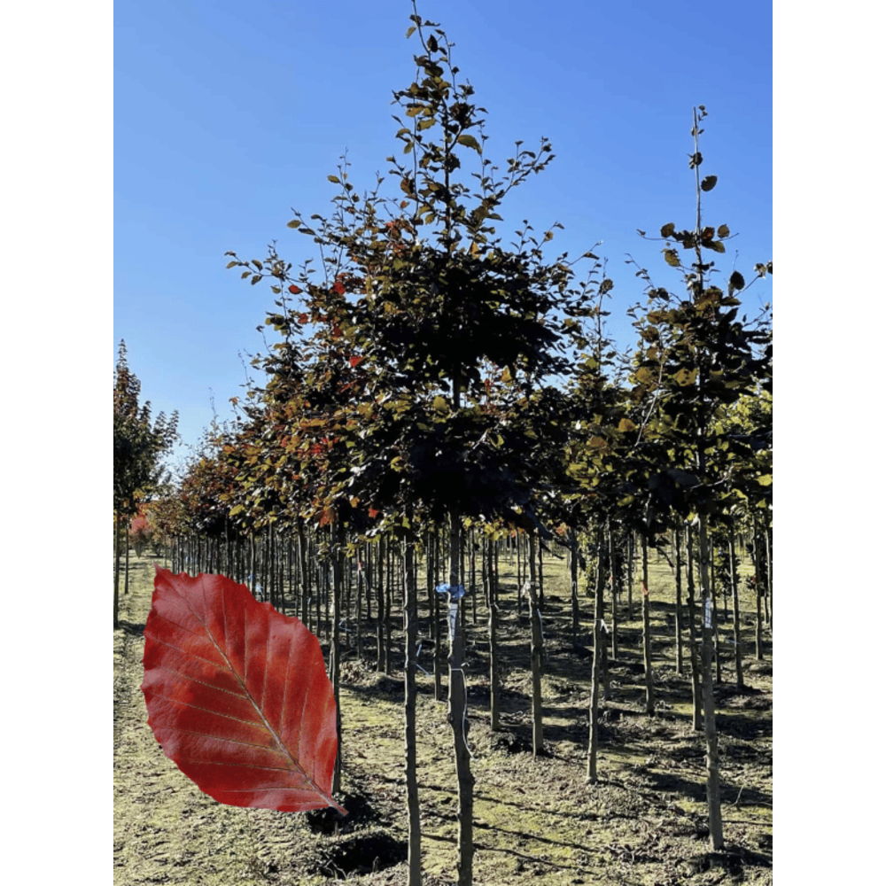 Blutbuche baum kaufen? Einfach online bestellen Venovi