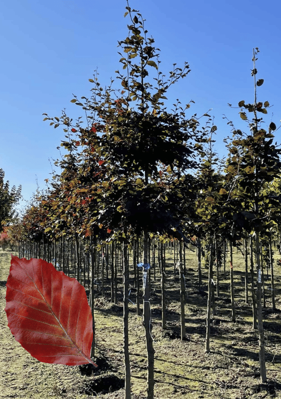 Blutbuche baum 'Atropunicea' Kaufen | 3 Jahre Garantie - Venovi