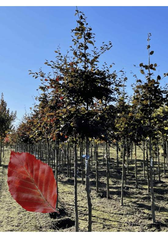 Blutbuche baum 'Atropunicea' | Fagus sylvatica 'Atropunicea'