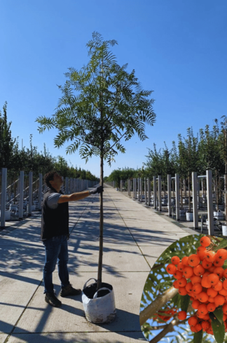 Eberesche 'Dodong' | Sorbus 'Dodong'