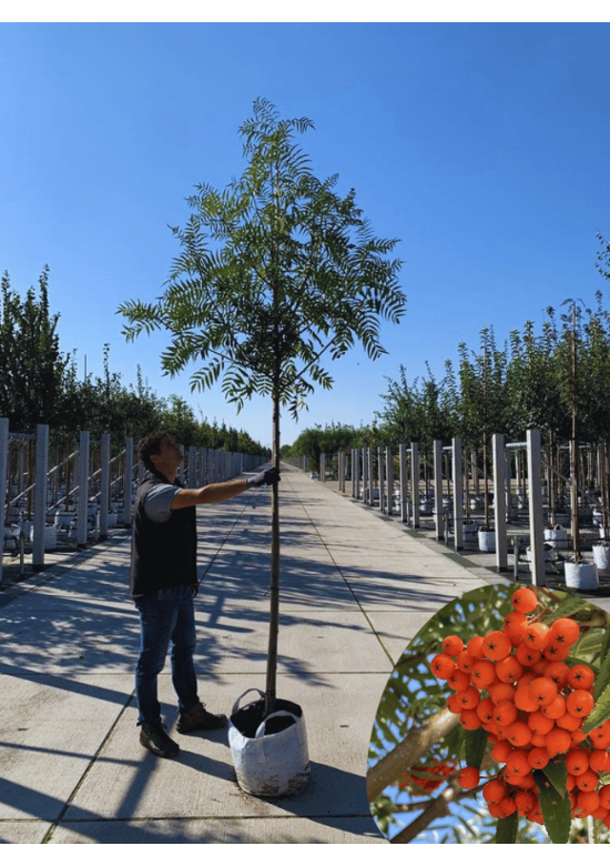 Eberesche 'Dodong' | Sorbus 'Dodong'