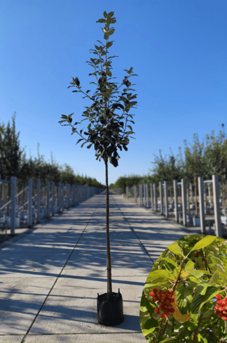 Echte Mehlbeere | Sorbus aria Echte Mehlbeere | Sorbus aria