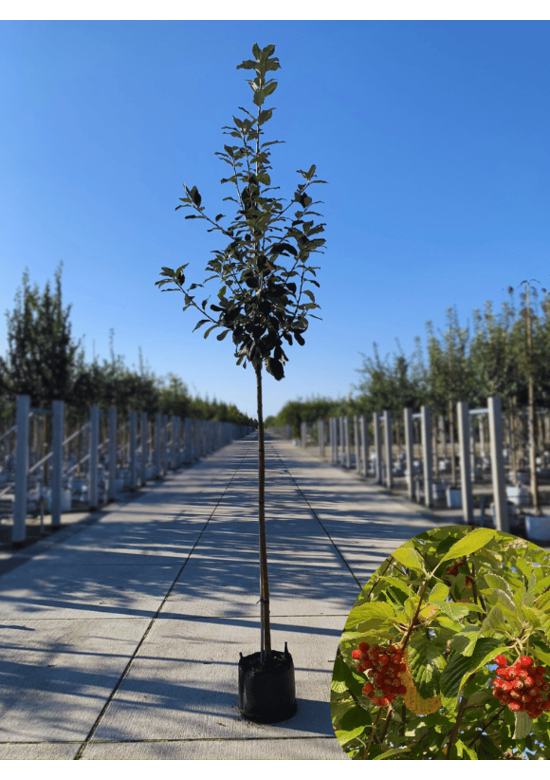 Echte Mehlbeere | Sorbus aria
