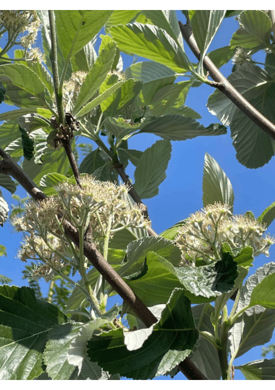 Echte Mehlbeere | Sorbus aria
