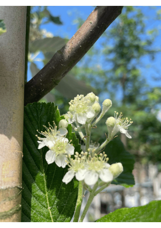 Echte Mehlbeere | Sorbus aria