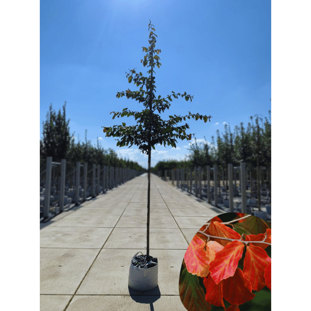 Persischer Eisenholzbaum kaufen? Perfekt für jeden Garten Venovi