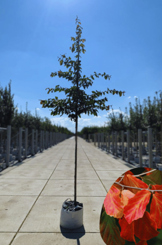 Persischer Eisenholzbaum | Parrotia persica