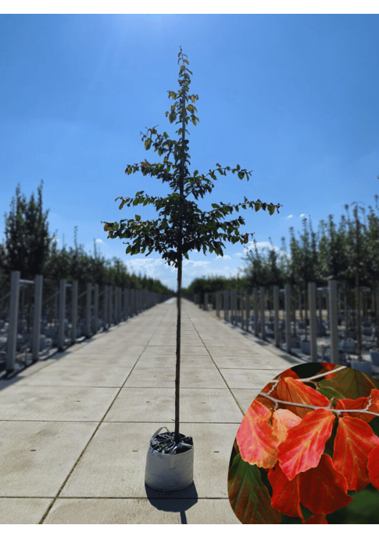 Persischer Eisenholzbaum | Parrotia persica