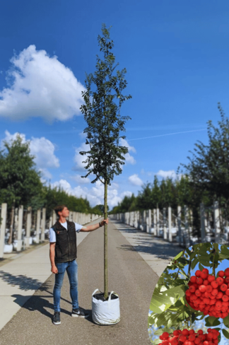 Essbare Eberesche 'Edulis' | Sorbus aucuparia 'Edulis'