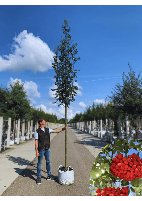 Essbare Eberesche 'Edulis' | Sorbus aucuparia 'Edulis'