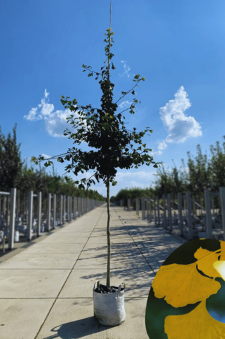 Ginkgobaum - Fächerblattbaum | Ginkgo biloba Ginkgobaum - Fächerblattbaum | Ginkgo biloba