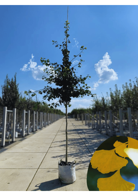 Ginkgobaum - Fächerblattbaum | Ginkgo biloba