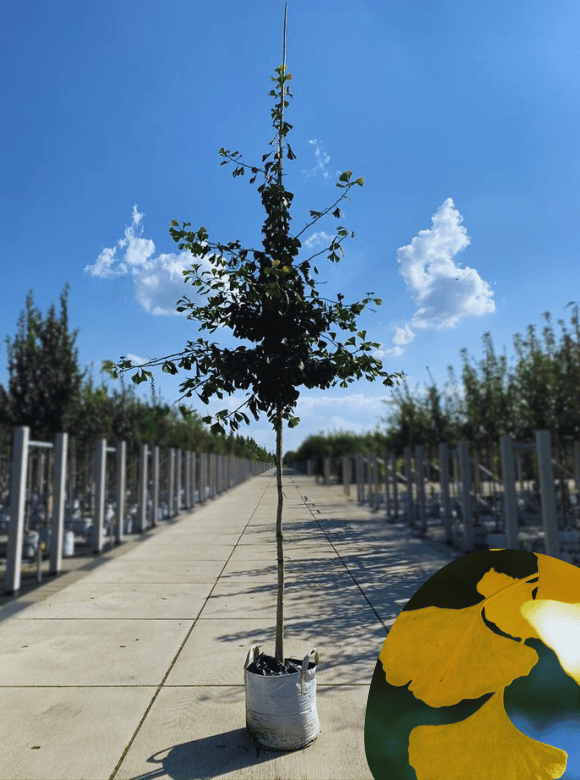 Ginkgobaum Fächerblattbaum kaufen? Einfach online bestellen Venovi