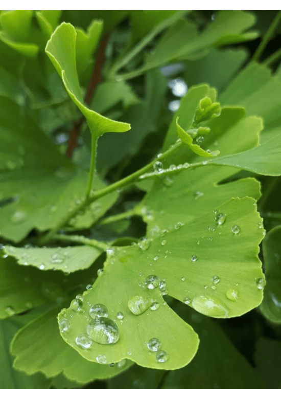 Ginkgobaum - Fächerblattbaum | Ginkgo biloba