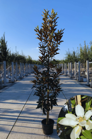 Magnolie 'Alta' | Magnolia grandiflora 'Alta' Magnolie 'Alta' | Magnolia grandiflora 'Alta'
