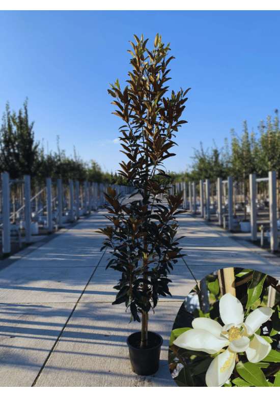 Magnolie 'Alta' | Magnolia grandiflora 'Alta'