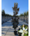 Magnolie 'Alta' | Magnolia grandiflora 'Alta'