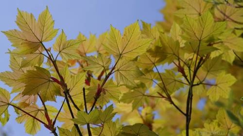 Acer pseudoplatanus