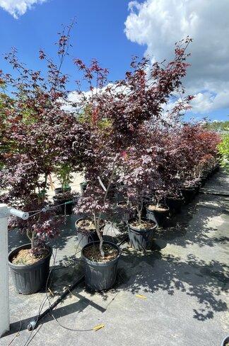 Roter Fächer-Ahorn 'Bloodgood' Mehrstämmig | Acer palmatum 'Bloodgood' Roter Fächer-Ahorn 'Bloodgood' Mehrstämmig | Acer palmatum 'Bloodgood'