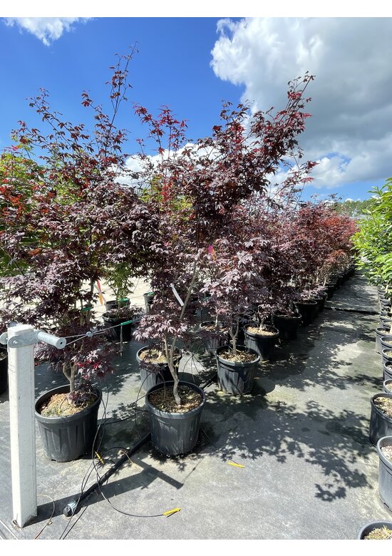Roter Fächer-Ahorn 'Bloodgood' Mehrstämmig | Acer palmatum 'Bloodgood'
