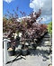 Roter Fächer-Ahorn 'Bloodgood' Mehrstämmig | Acer palmatum 'Bloodgood'