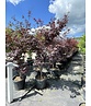 Roter Fächer-Ahorn 'Bloodgood' Mehrstämmig | Acer palmatum 'Bloodgood'