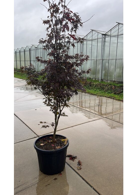 Roter Fächer-Ahorn 'Bloodgood' Mehrstämmig | Acer palmatum 'Bloodgood'