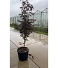 Roter Fächer-Ahorn 'Bloodgood' Mehrstämmig | Acer palmatum 'Bloodgood'