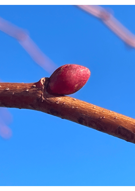 Winterlinde 'Winter Orange' | Tilia cordata 'Winter Orange'