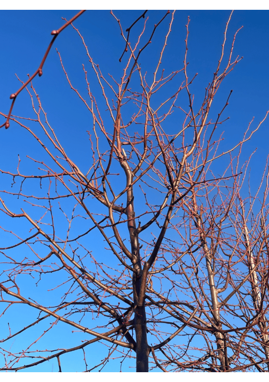 Winterlinde 'Winter Orange' | Tilia cordata 'Winter Orange'